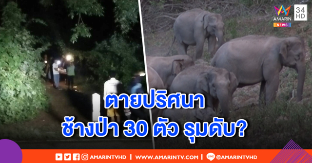 หนุ่มใหญ่ออกหาเห็ดโคน พบตายปริศนากลางป่า คาดถูกโขลงช้างป่ากว่า 30 ตัวรุมทำร้าย