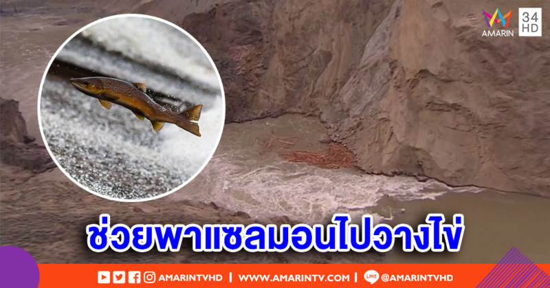 แคนาดาใช้เฮลิคอปเตอร์ช่วยแซลมอน หลังหินถล่มปิดเส้นทางน้ำ