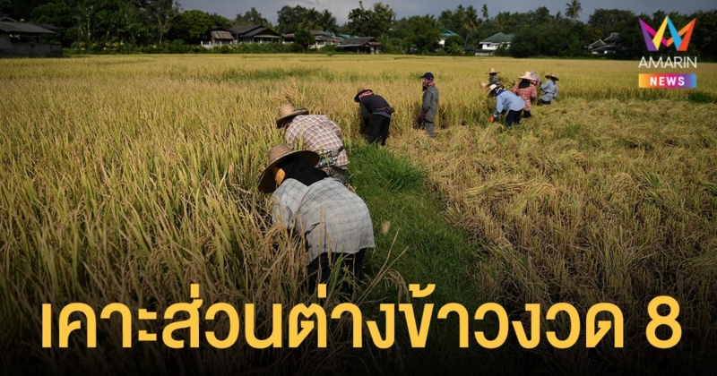 เคาะส่วนต่าง ประกันรายได้ข้าว งวด 8 ส่วนงวด 3-7 เข้าบัญชี 9-14 ธ.ค.นี้