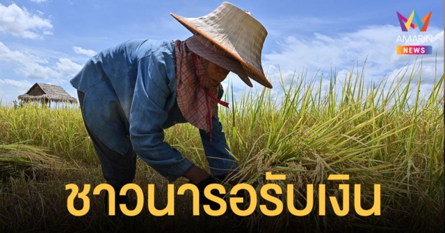 เงินประกันรายได้ข้าว เข้าบัญชีชาวนาวันนี้ (9 ธ.ค.) 7.7 แสนราย เช็กช่องทางตรวจสอบสิทธิ