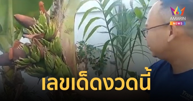 กล้วยแปลกโผล่อีก! ออกเครือแฝดกลางลำต้น คอหวยแห่ตีเลขเด็ดงวดนี้ 