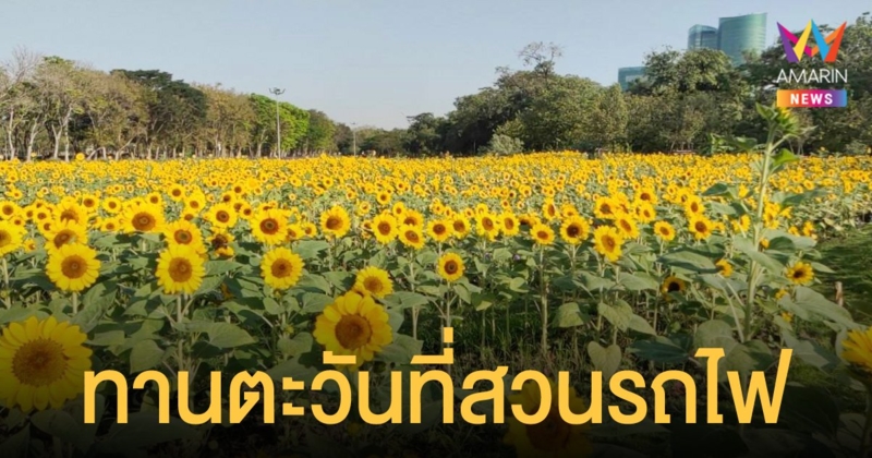 กทม.ชวนชมทุ่งดอกทานตะวัน สวนรถไฟ ตลอดเดือน ม.ค.นี้