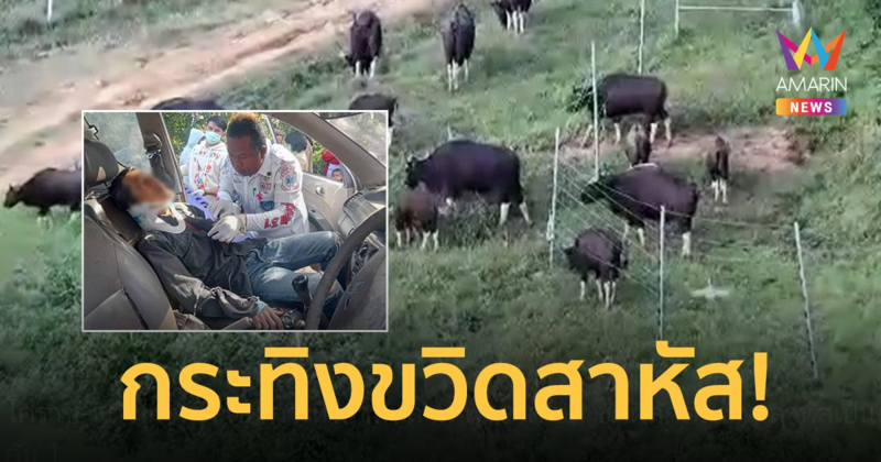 กระทิงทับลาน พุ่งขวิด อส.ชุดผลักดันช้าง ขณะขี่ จยย.ลาดตระเวนอาการสาหัส