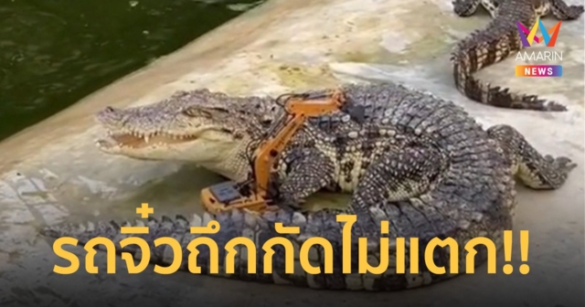 ประเดิม แบคโฮคันจิ๋ว ตัก น้องเข้กลางบ่อ งานนี้จะรอดหรือเหลือแต่ซาก!