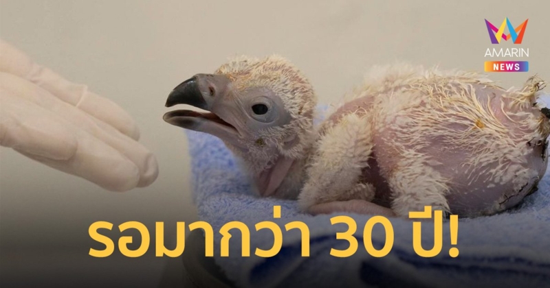 เปิดตัว "ลูกพญาแร้ง"ตัวแรกของประเทศไทย หลังรอมากว่า 30 ปี!