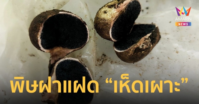 เตือนภัย! หนุ่มเผลอกินเห็ดพิษ อาเจียนหนักเพราะมีลักษณะคล้าย 