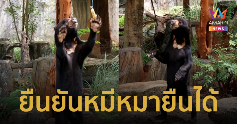 ไขข้อสงสัย หมีหมายืน 2 ขาคล้ายมนุษย์ หลังมีการถกเถียงหมีตัวจริงหรือมาสคอต