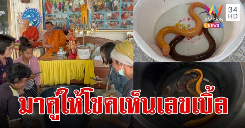 ฮือฮาใกล้หวยออก ปลาไหลสีทองมาคู่กับสีนิล ขดตัวคล้ายเลขเบิ้ลโชว์คอหวย