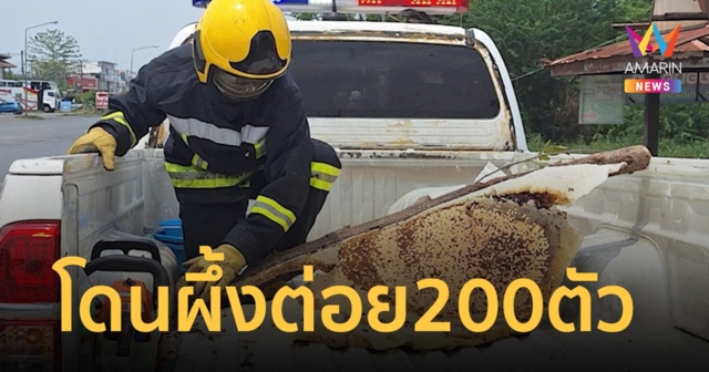 หวาดเสียวเหล็กใน ผึ้งหลวงต่อยเต็มหน้าเต็มตัว 200 ตัว หนีตายลื่นหัวแตก