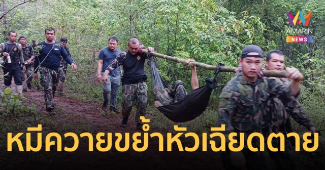 จนท.ป่าไม้ลาดตระเวน ประจันหน้าหมีควาย ตะปบกัดขย้ำหัวเฉียดตาย