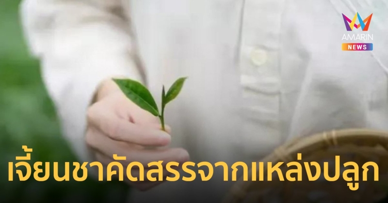 "เจี้ยนชา" ชูคุณภาพใบชาเกรดพรีเมียม สดใหม่คัดสรรจากแหล่งปลูก