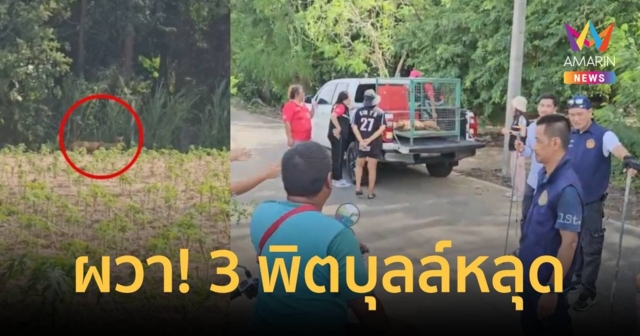 ชาวบ้านผวา 3 พิตบุลล์ หลุดไล่กัดชาวบ้าน-แจ้งเทศบาลไล่จับเหลืออีก 1