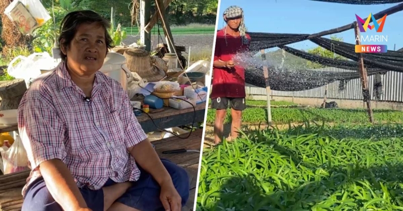 ไอเดียดี ต่อยอดเงินหมื่นปลูกผักบุ้งขายรายได้งามทั้งปี