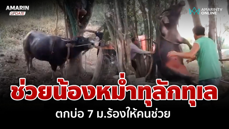 ควายหายทั้งตัว เดินหาเสียงร้องอยู่ในบ่อ ช่วยทุลักทุเล