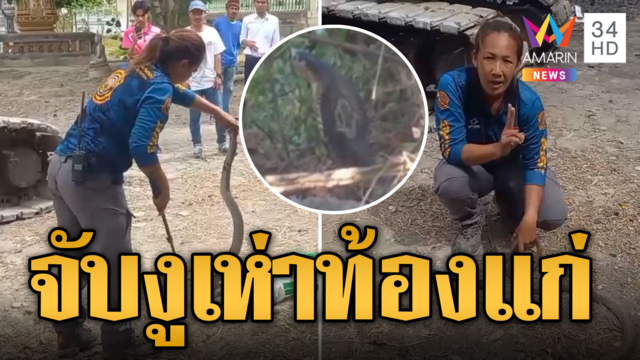 กูภัยมือเบา จับงูเห่าท้องแก่ หวงไข่ดุดัน