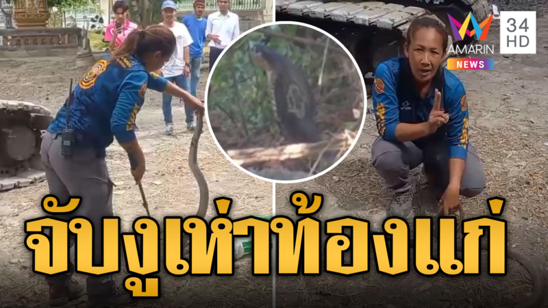 กูภัยมือเบา จับงูเห่าท้องแก่ หวงไข่ดุดัน