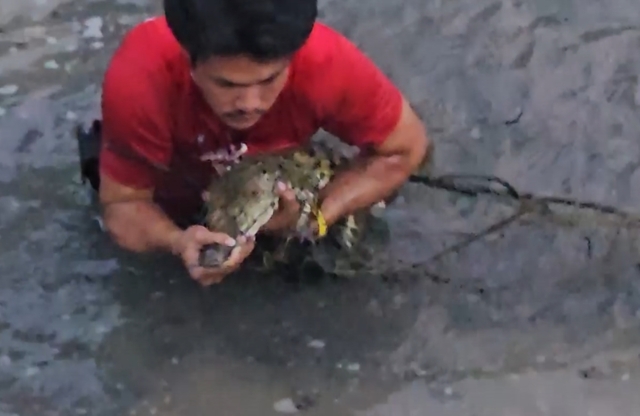 จับจระเข้