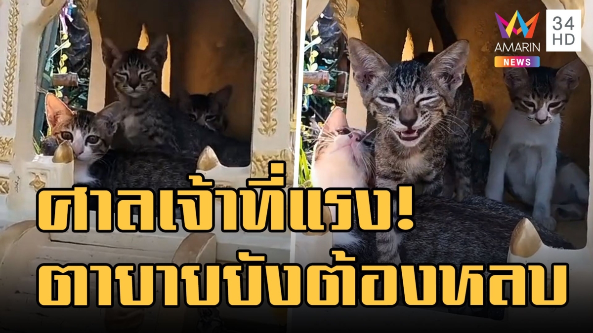 เจ้าหน้าที่ศาลของจริง! น้องแมว 3 ตัวตรงโผล่นอนศาลตายาย รูปปั้นไปอยู่มุมห้อง