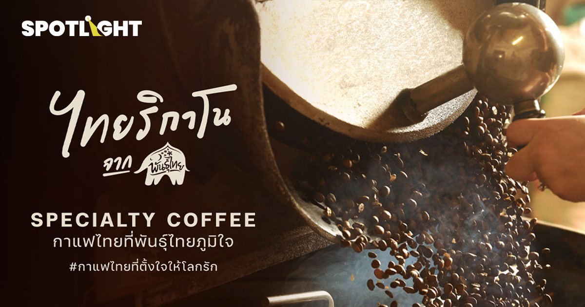 ไทยริกาโน (Thairicano) กาแฟอาราบิก้า 100% จากแม่ฮ่องสอน โดย พันธุ์ไทย