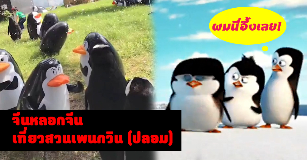 ปลอมยังไงให้รู้ว่าปลอม!? นักท่องเที่ยวจีนโดนหลอกเที่ยวสวนเพนกวินเป่าลม