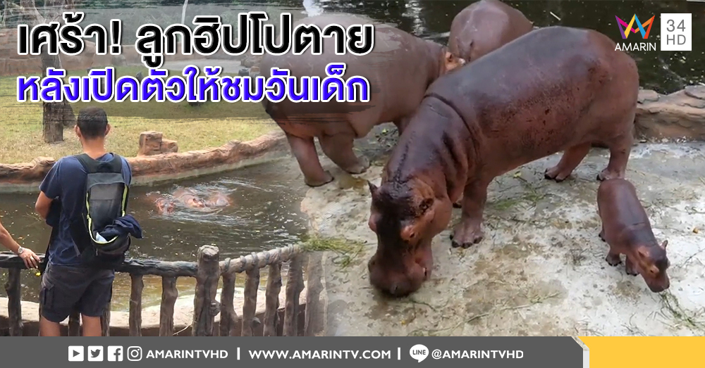 เศร้า! ลูกฮิปโปโปเตมัส เพิ่งเปิดตัวให้ชม งานวันเด็กแห่งชาติ เสียชีวิตแล้ว