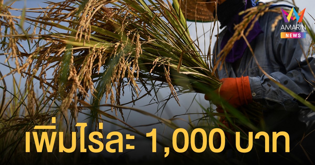 ชาวนาเฮ! ครม.อนุมัติจ่าย ประกันรายได้ข้าว เพิ่มไร่ละ 1,000 บาท