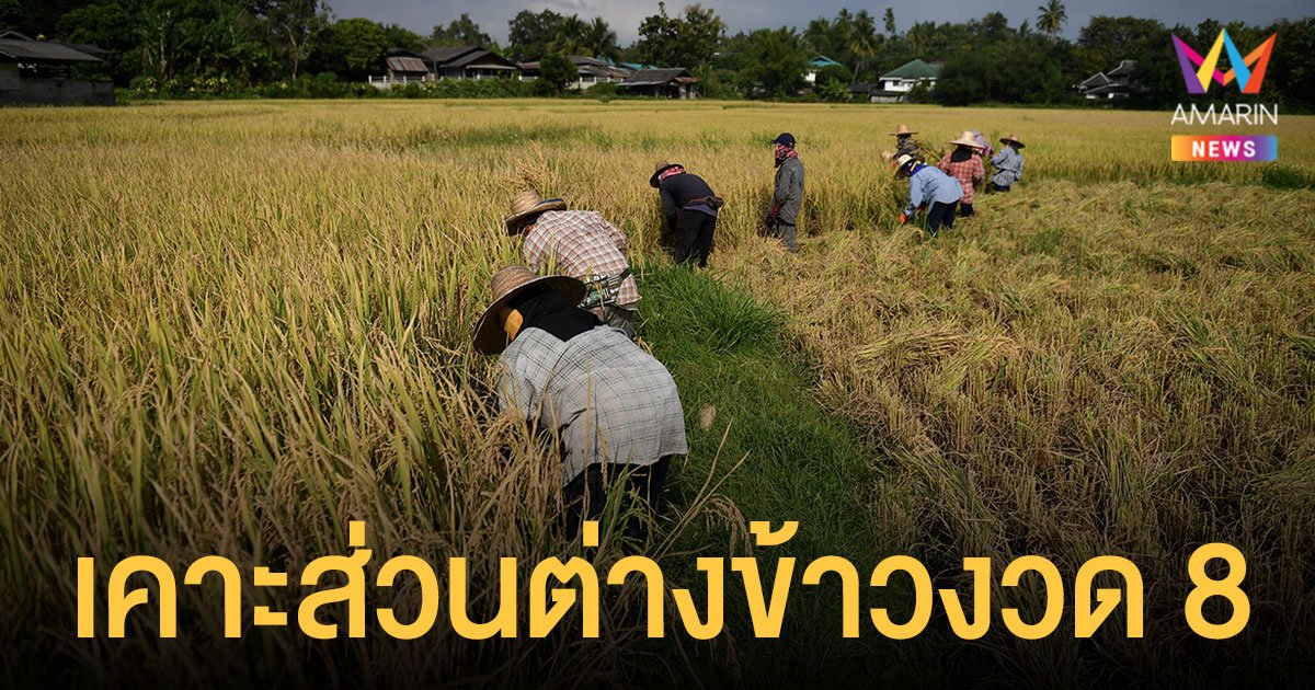เคาะส่วนต่าง ประกันรายได้ข้าว งวด 8 ส่วนงวด 3-7 เข้าบัญชี 9-14 ธ.ค.นี้