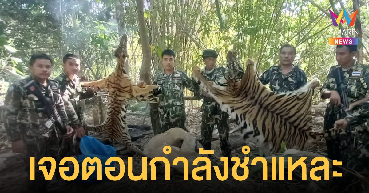 จนท.ลาดตระเวนพบกลุ่ม นายพราน กำลังชำแหละซาก เสือโคร่ง 2 ซาก เตรียมนำส่งขายนายทุน