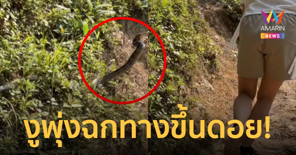 ระทึก! สาวโพสต์คลิปนาทีชีวิต โดนงูพุ่งฉกขณะเดินขึ้น ดอยผาตั้ง