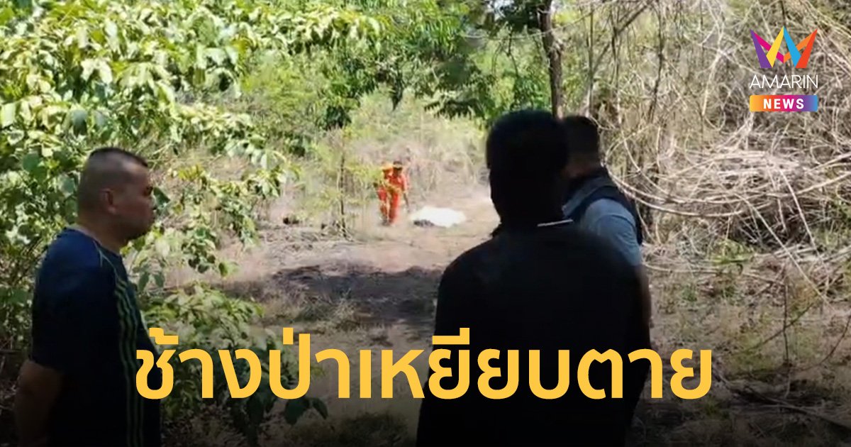 หนุ่มใหญ่ดวงกุด ออกจากบ้านไปหาของป่า โดนช้างป่าเหยียบเสียชีวิต
