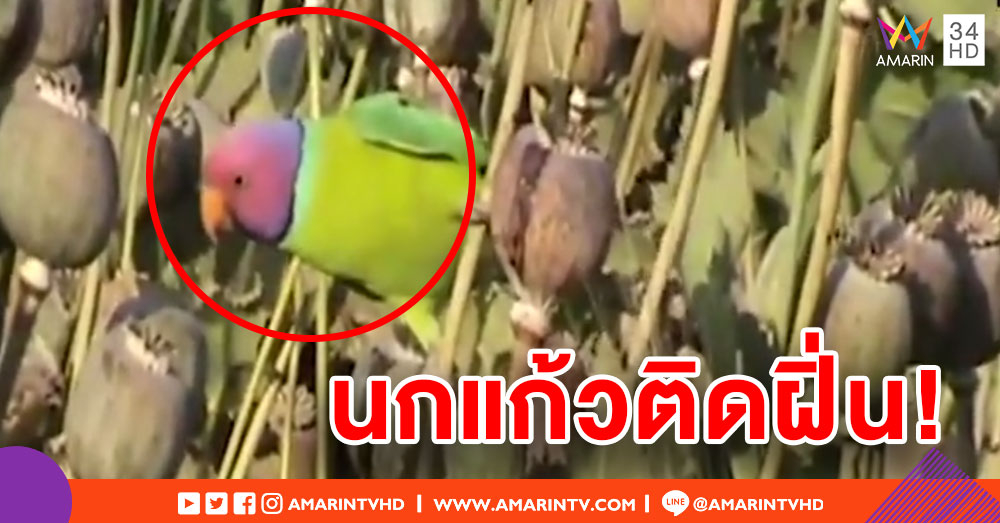 นกแก้วในอินเดียติดฝิ่น! บุกทำลายผลผลิตเสียหายยับ
