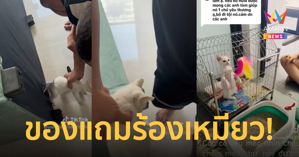 ซื้อโซฟาใหม่เข้าบ้าน แต่ได้ยินเสียงแปลก พอหาเจอถึงกับต้องรีบพาไปกินข้าว