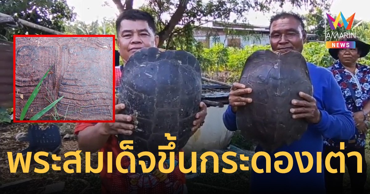 ฮือฮา! พระสมเด็จขึ้นกระดองเต่า