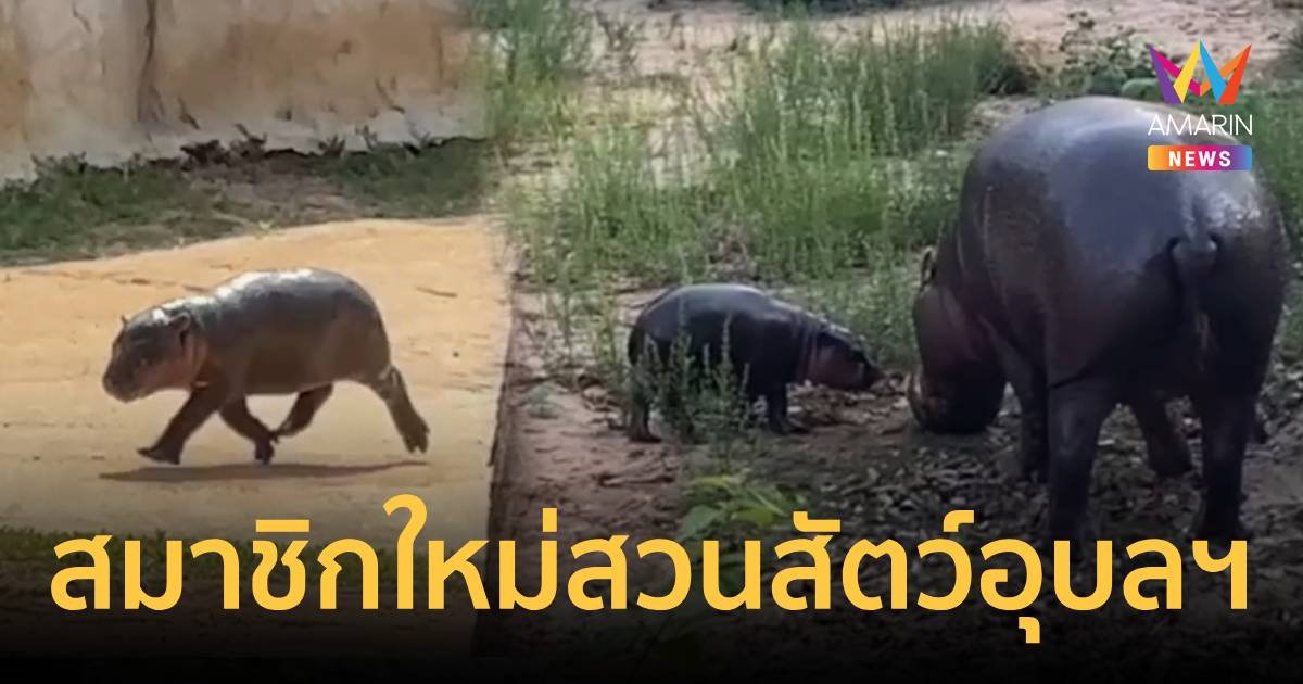 ตัวเล็กตัวน้อย ลูกฮิปโปโปเตมัสแคระ สมาชิกใหม่สวนสัตว์อุบลฯ