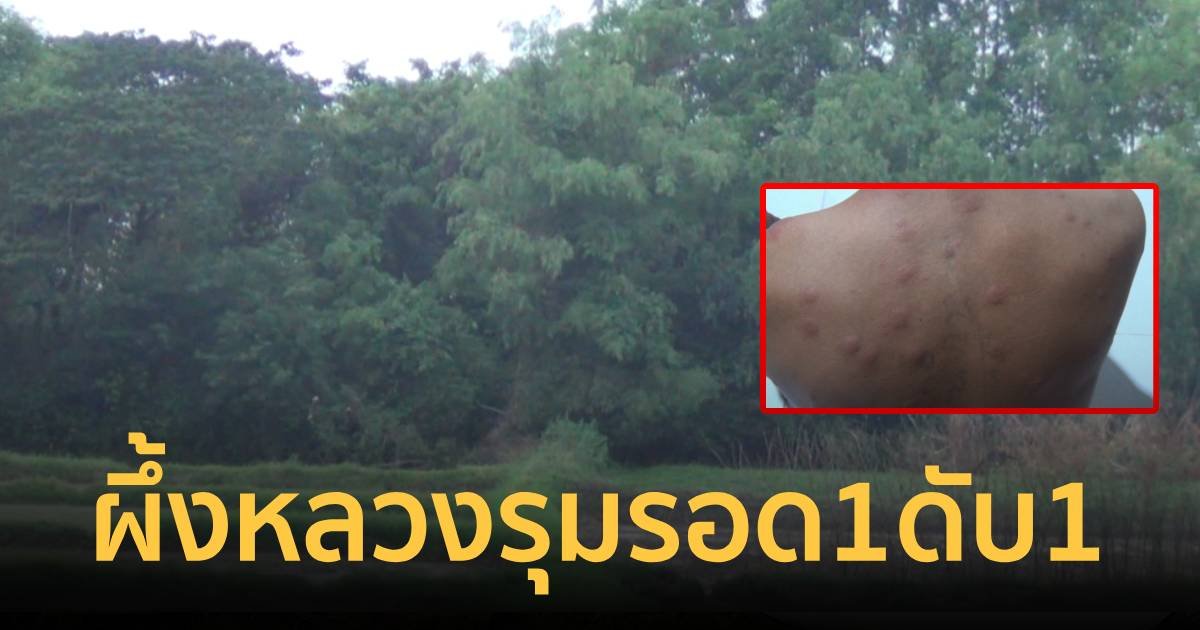 คู่เขยชวนกันไปตีผึ้งหลวง ถูกรุมต่อย วิ่งกระโดดคลอง 1 คนรอด 1 คนจมน้ำเสียชีวิต