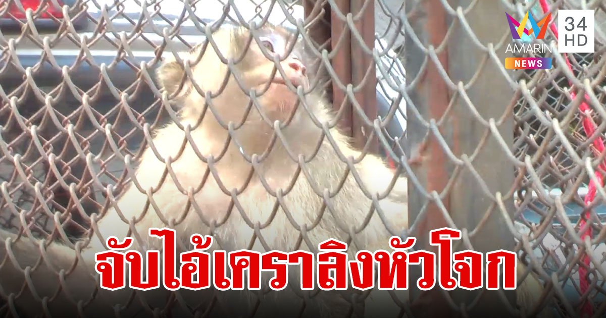 สิ้นฤทธิ์!รวบ "ไอ้เครา" ลิงหัวโจกจอมเกเร  หน้าเศร้าบอกลาบริวาร