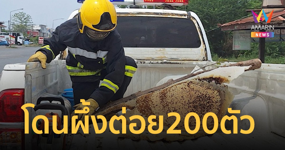 หวาดเสียวเหล็กใน ผึ้งหลวงต่อยเต็มหน้าเต็มตัว 200 ตัว หนีตายลื่นหัวแตก