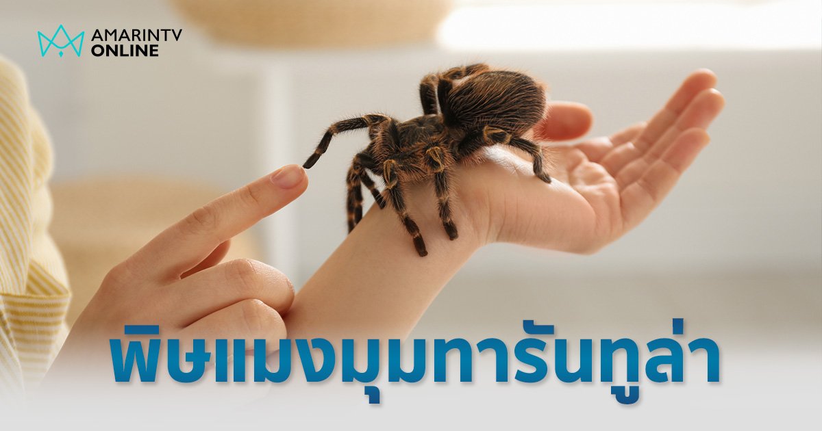 รู้จัก "แมงมุมทารันทูล่า" โจโฉ ยูทูบเบอร์ โดนกัด ปวดทรมานยังกับมีตัวอะไรอยู่ใต้ผิวหนัง