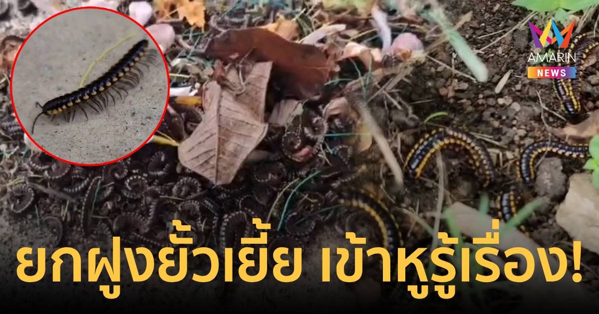 ขนลุก! ฝูงตะเข็บยั้วเยี้ยนับหมื่นตัวบุกหมู่บ้าน เตือนมันคลานเข้าหูได้