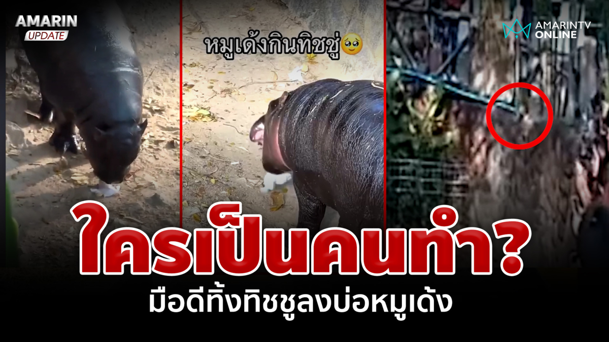 เจอตัวแล้ว! มือดีทิ้งกระดาษทิชชูลงบ่อ "หมูเด้ง"
